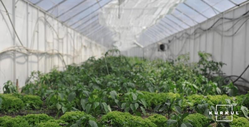 В теплицях на Полтавщині вирощують популярні міні-овочі
