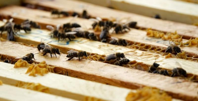 Україна на 12% збільшила експорт меду