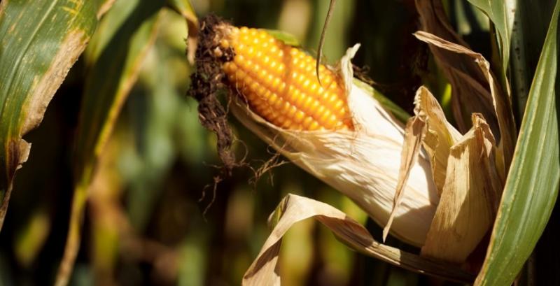 На піщаних ґрунтах Чернігівщини отримують врожайність кукурудзи на рівні 12 т/га