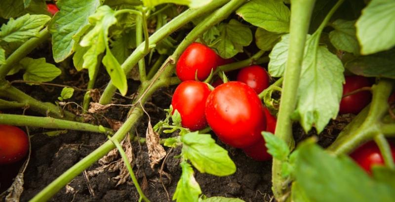 На Київщині затримали вантаж заражених турецьких томатів