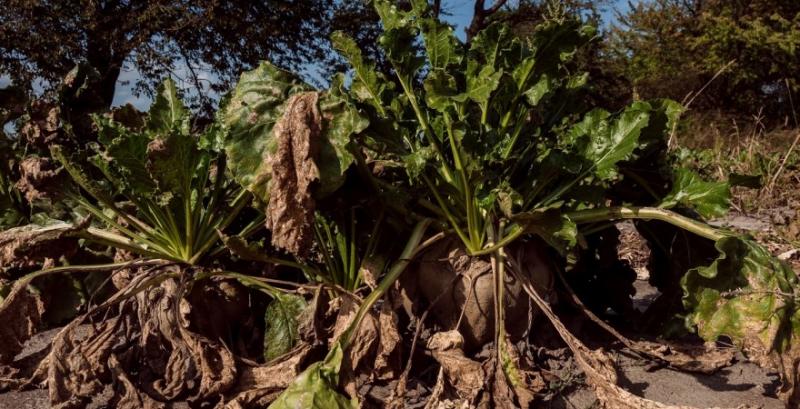 Фермер з Одещини переробляє на біопаливо відходи рослин