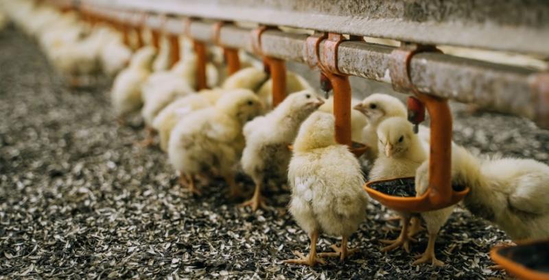 Виробництво курятини без антибіотиків здорожчує продукцію на 25%