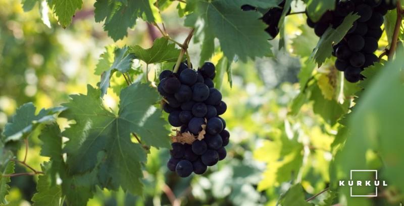 В Україні за 7 років вдвічі скоротились площі під виноградом