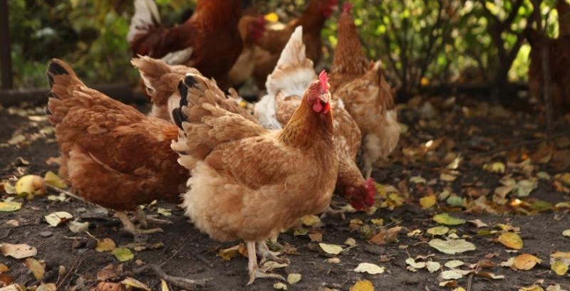 В МХП сподіваються на відновлення експорту курятини до ЄС