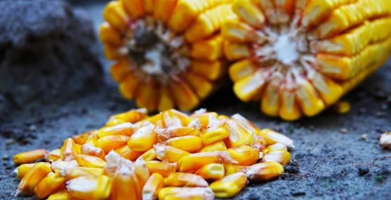 Експортні котирування української кукурудзи знову падають 