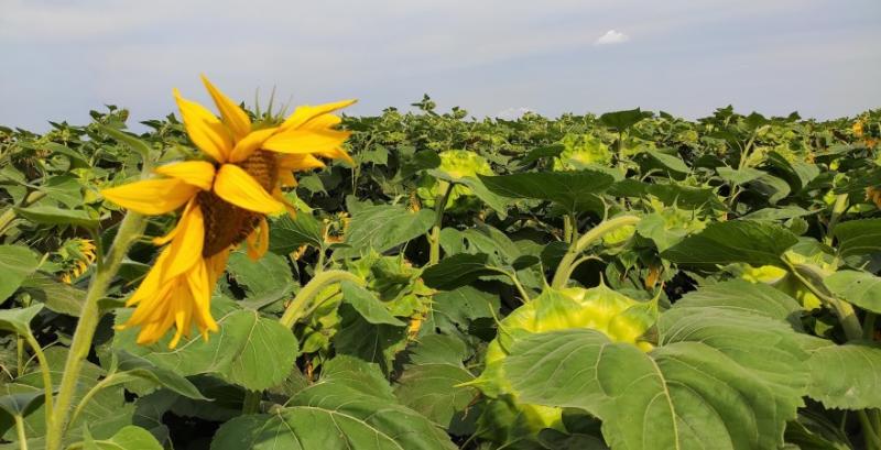 У Чорнобилі виявили незаконні посіви кукурудзи, сої та соняшнику