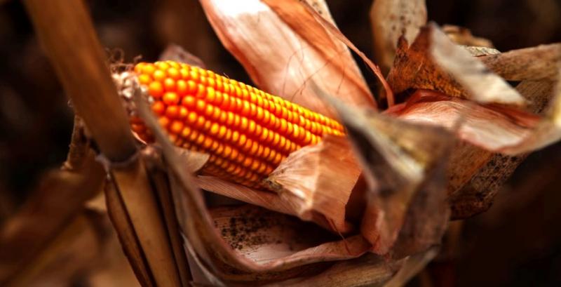 В Україні зросли обсяги насіння ГМ-кукурудзи