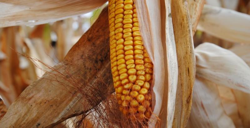Названо причину підвищення цін на українську кукурудзу