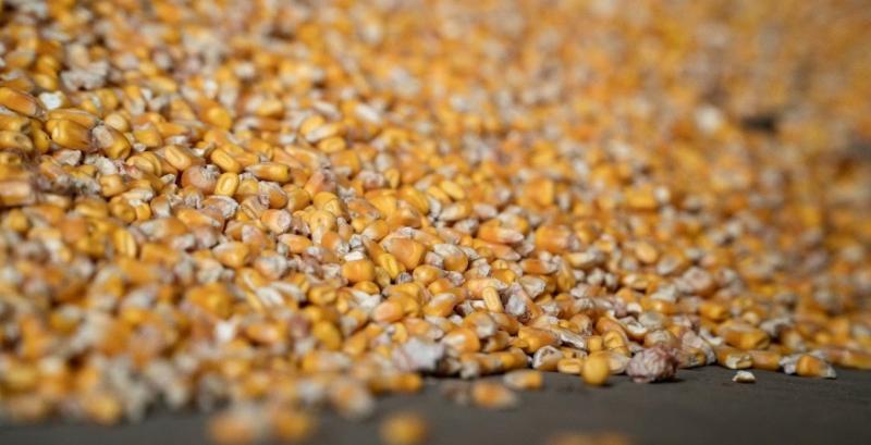 В експорті зернових з України лідирує кукурудза