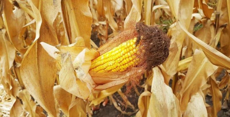 До 70% насіння кукурудзи в Україні іноземної селекції