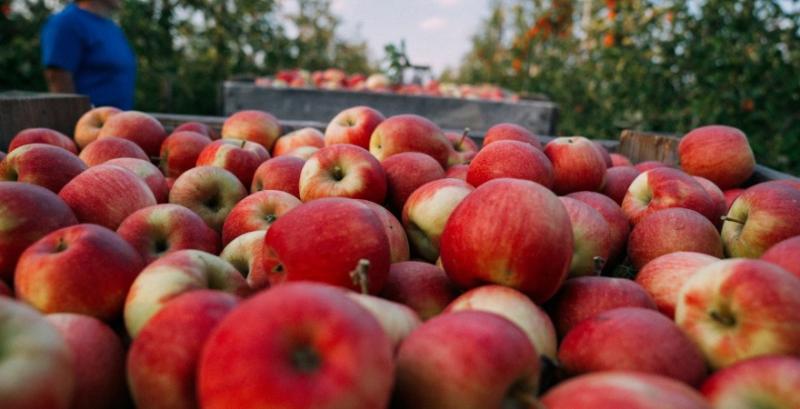 Через коронавірус ускладнився експорт українських яблук до Азії та ЄС 