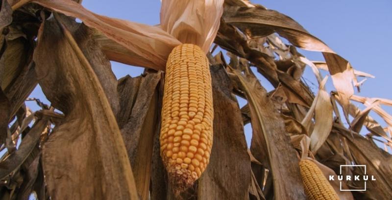 В Огайо на двопільній системі отримують врожайність кукурудзи по 13,5 т/га

