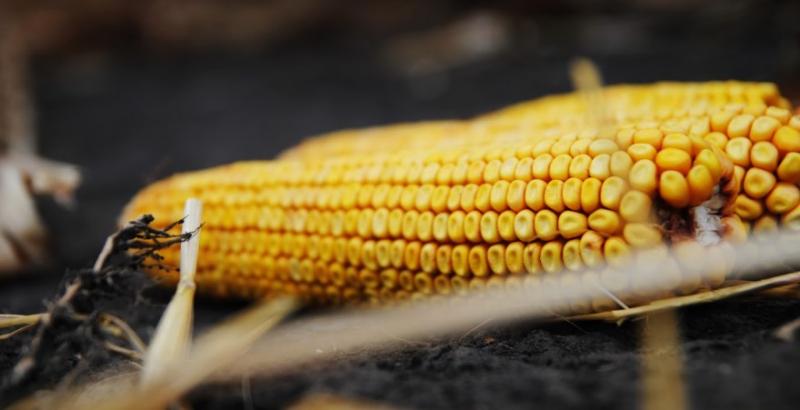 Україна експортувала понад 21 млн т кукурудзи