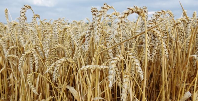 Аграрії Хмельниччини та Вінниччини лідирують за врожайністю пшениці