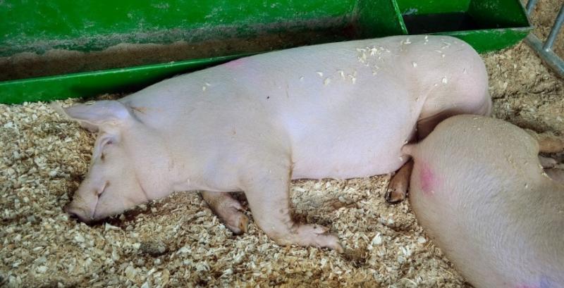 Карантин спричинив зростання цін на живець свиней