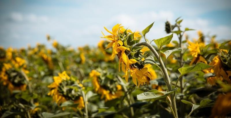 Експерт розповів, як виростити високоолеїновий соняшник в Україні
