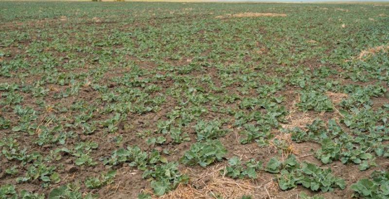 На Полтавщині морози не зашкодили посівам озимих — фермер