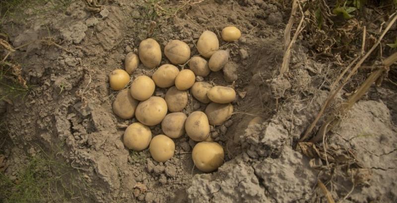 В Україні на 60% подорожчала картопля