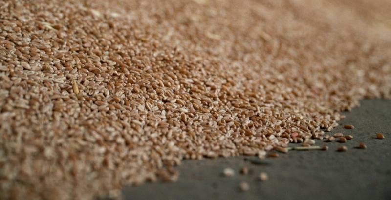 Україна втричі скоротила експорт пшениці