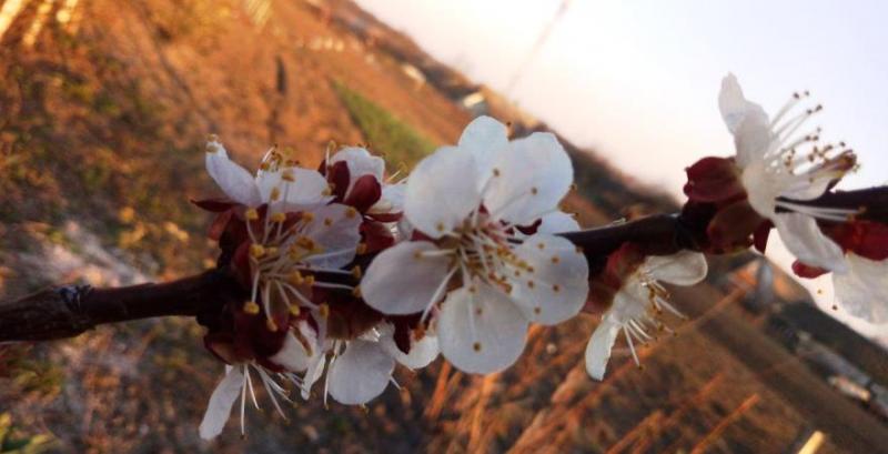 Заморозки знищили майбутній урожай абрикосів та персиків на Закарпатті