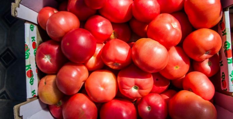 Фермер вперше передав врожай томатів в заставу за аграрною розпискою
