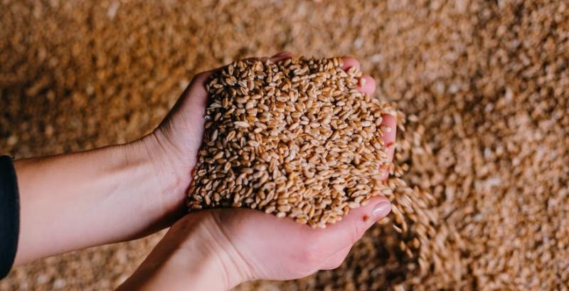 Аграрії Полтавщини зберуть удвічі менший врожай пшениці — фермер
