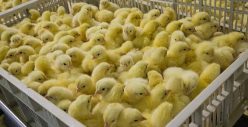 Експорт вітчизняної курятини до Євросоюзу збільшився майже на 20%