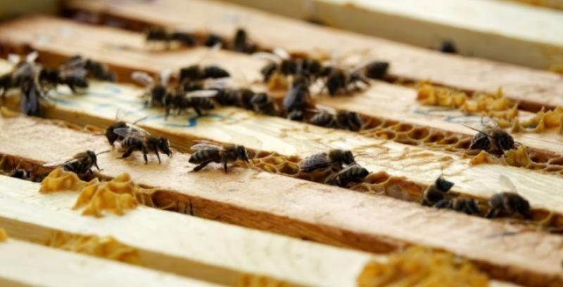 Науковці використовуватимуть бджіл  для доставки біологічних ЗЗР
