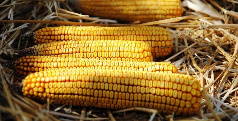 Кукурудза займає до 50% сівозміни у великих господарствах  – експерт