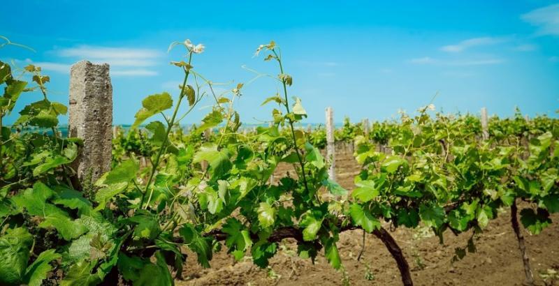 На Херсонщині більше тисячі гектарів виноградників віддадуть пайовикам