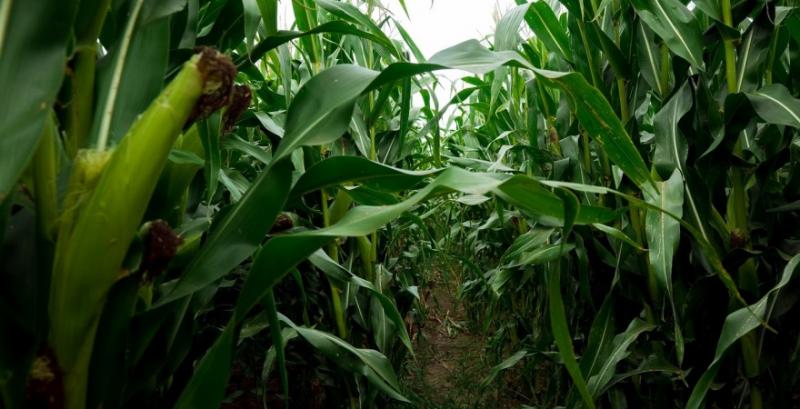 Аграрії США приступили до посіву кукурудзи