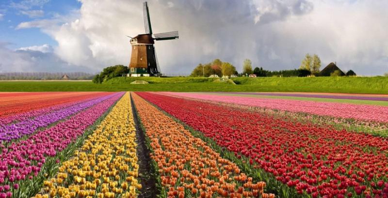 Голландські фермери змушені викошувати тюльпанові поля

