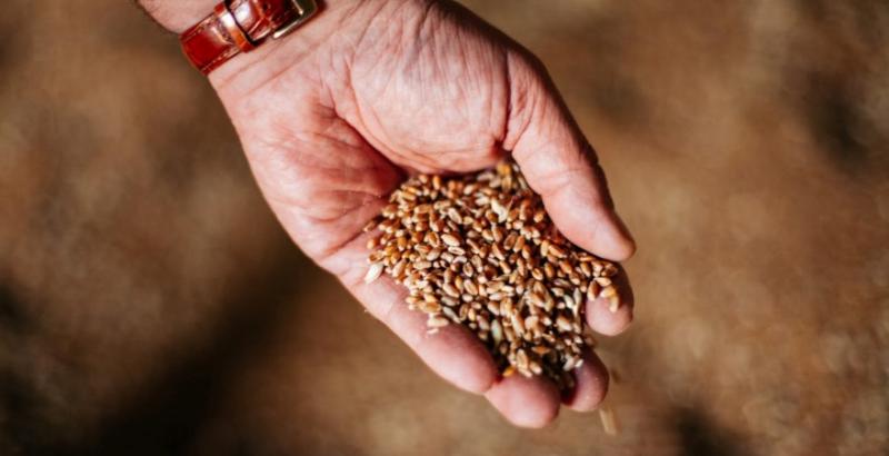 Ціни на пшеницю зростатимуть через збільшення попиту — G.R. Agro