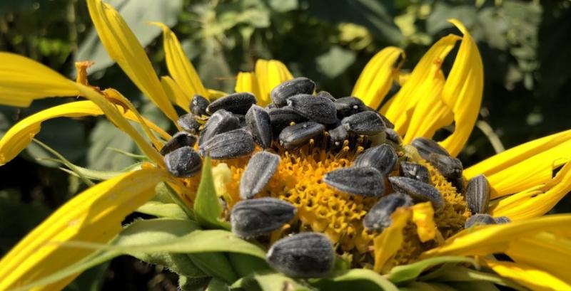 На Київщині у фермера викрали 510 кг насіння соняшника