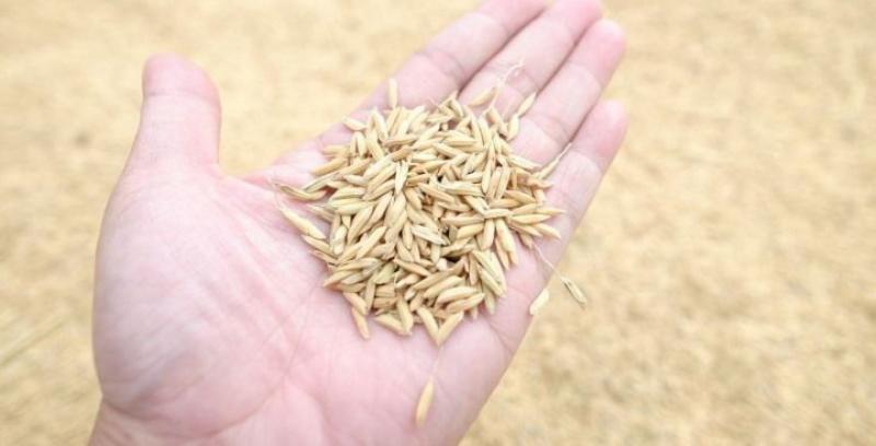 Україна вперше експортувала насіння високопродуктивного рису