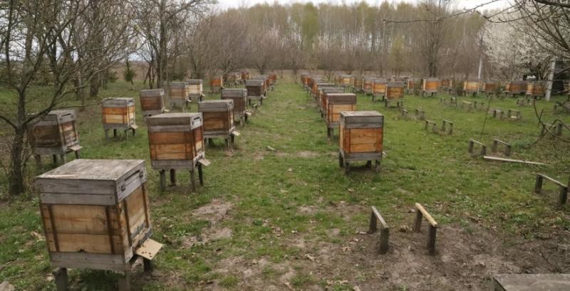 На Чернігівщині масово гинуть бджоли
