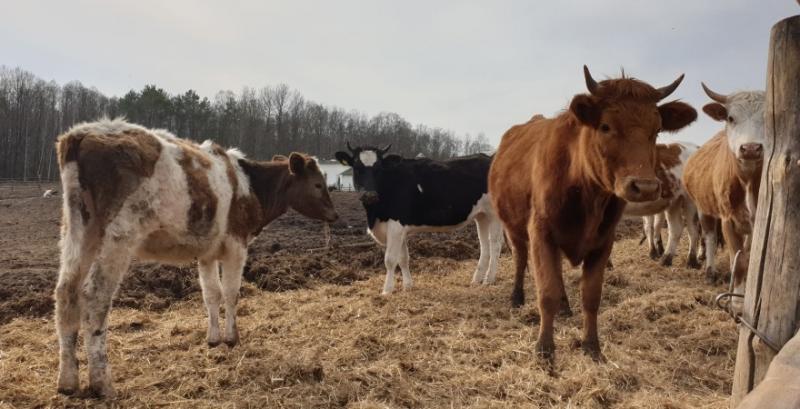 Фермери Донеччини масово вирізають корів через карантин