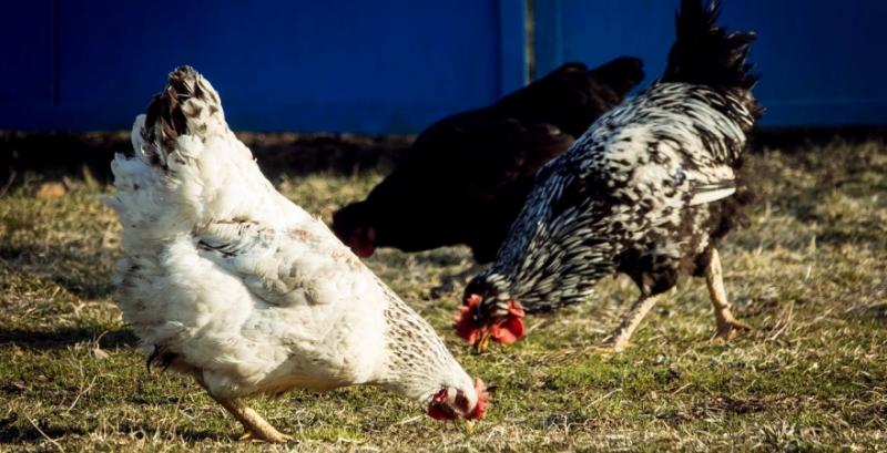 В Україні знизилась ціна курятини
