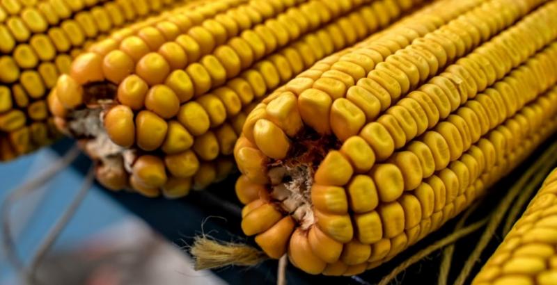 Аналітики озвучили прогноз цін на українську кукурудзу