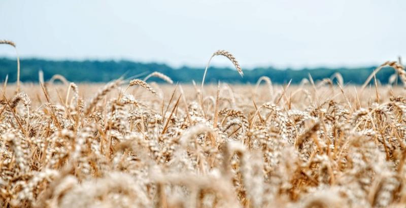 Мінекономіки прогнозує низький врожай зернових в Україні