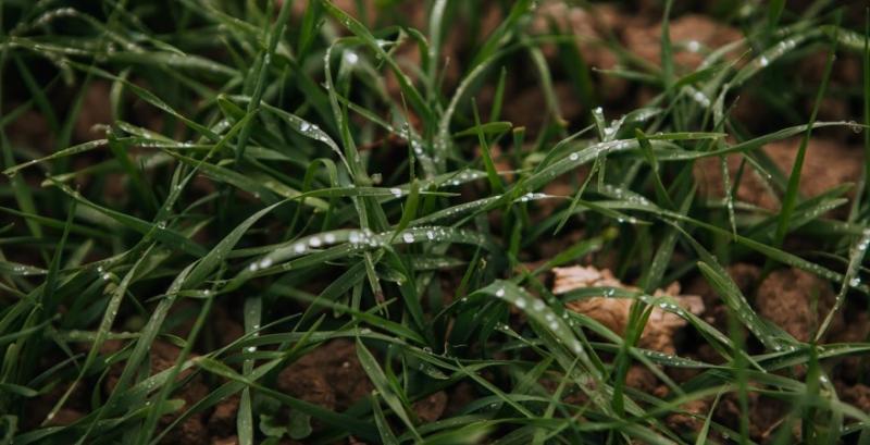 На Вінниччині зафіксували критично низький рівень вологи у ґрунті