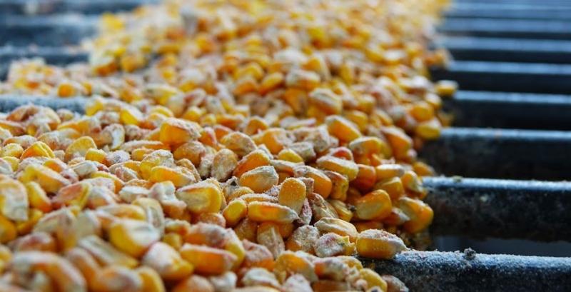 Фуражна кукурудза продовжує дешевшати —  G.R. Agro