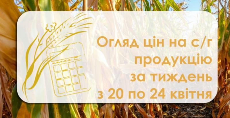 Закупівельні ціни на кукурудзу почали знижуватись — огляд за тиждень з 20 по 24 квітня 