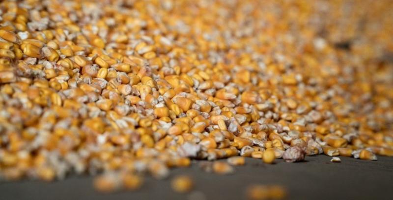 На Рівненщині завершується посів кукурудзи