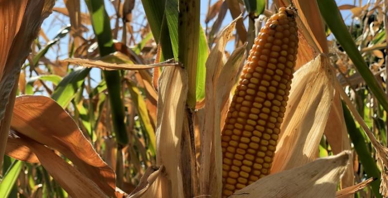 Україна планує обмежити експорт кукурудзи 