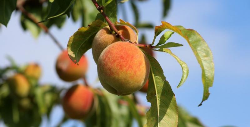 Садівники Львівщини розширюють персикові сади