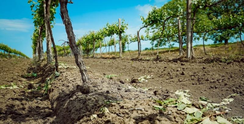 БМК Таврія залучить фермерів до вирощування винограду