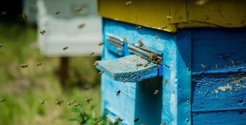 Бджоли вберегли 700 га садів після заморозків