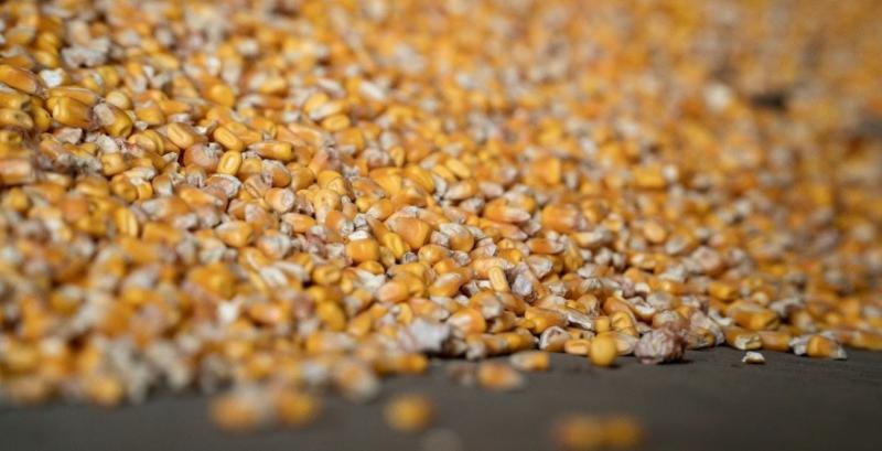 ЄС вводить імпортні мита на кукурудзу