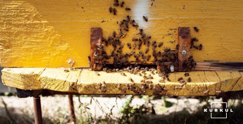 У пасічника з Кіровоградщини загинуло 2 млн бджіл